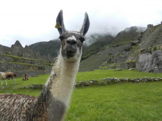 Llama Desktop Wallpaper -