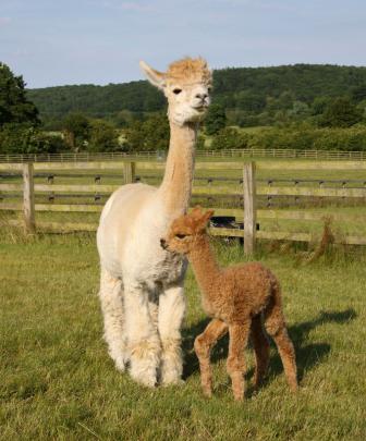 Cute Llama Desktop Wallpapers - Top Free Cute Llama Desktop Backgrounds 