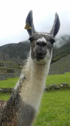 Llama wallpapers (88 Wallpapers) \u2013 HD Wallpapers