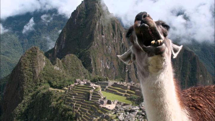 Llama Wallpaper HD Download