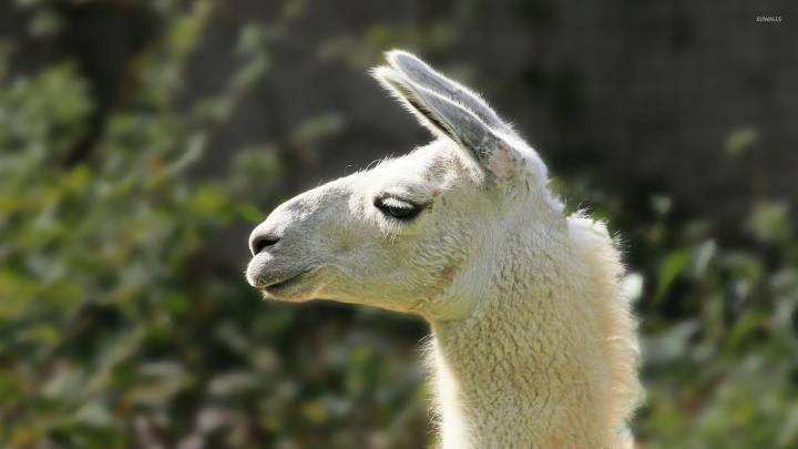Llama Desktop Wallpaper -