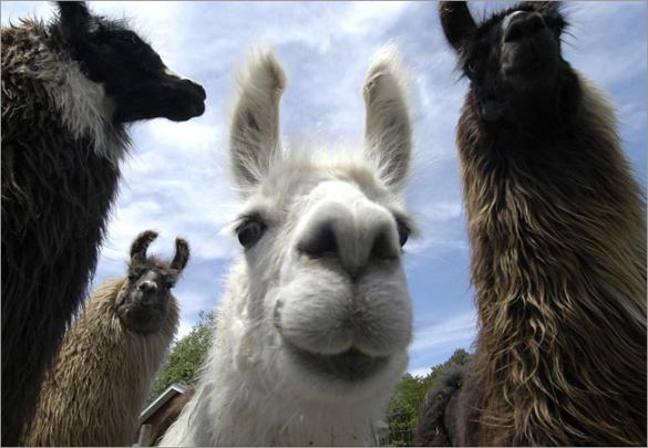 Free download Funny llama pics Funny Wallpaper [650x450] for your 