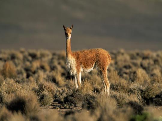 Very Sweet and Cute Animals: Funny Llama wallpaper for desktop