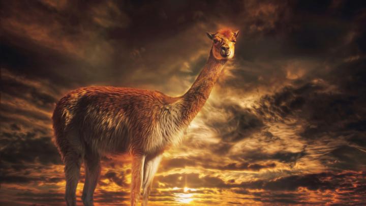 Llama Wallpaper for Desktop 1920x1080 Full HD