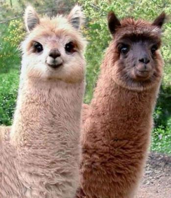 Llama Wallpaper. Desktop Background