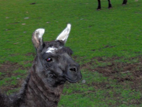[47+] Llama Desktop Wallpaper 