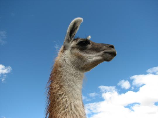 Llama Desktop Wallpaper -