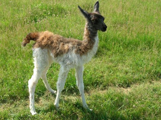 Llama Desktop Wallpaper -