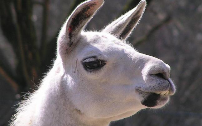 Llama Desktop Wallpaper -