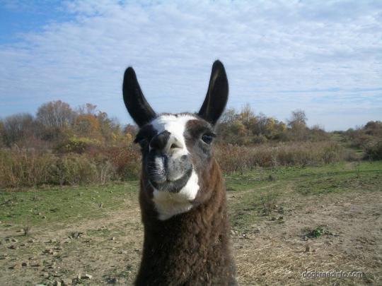 Kawaii Llama Wallpaper -