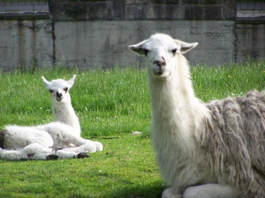 Llama Desktop Wallpaper -