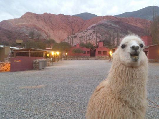 Kawaii Llama Wallpaper -