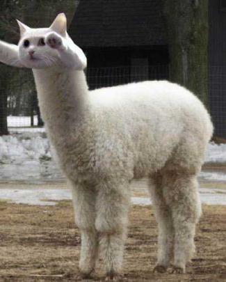 Llama Desktop Wallpaper -