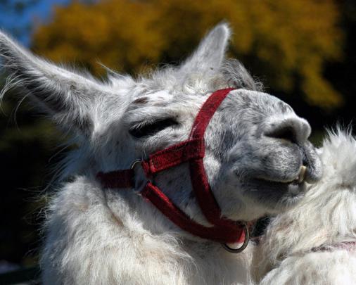 [47+] Llama Desktop Wallpaper 