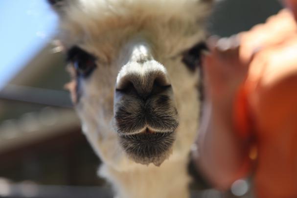 Llama Desktop Wallpaper -