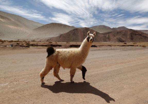 Llama HD Wallpaper | Background Image | 3000x2113 - Wallpaper Abyss
