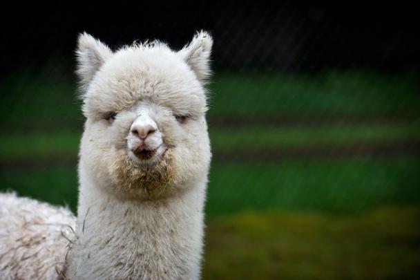 Llama Wallpapers FREE Pictures on GreePX