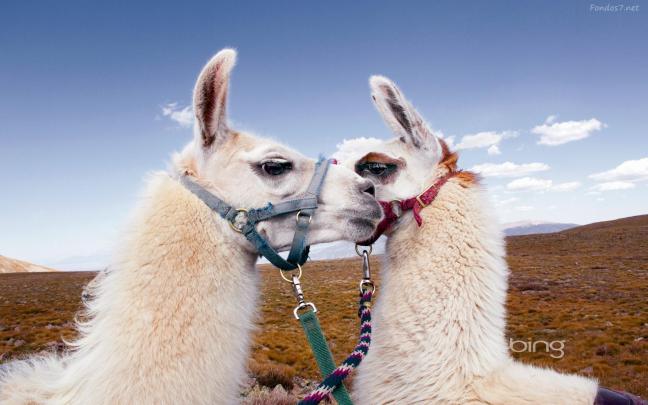 Llama Desktop Wallpaper -