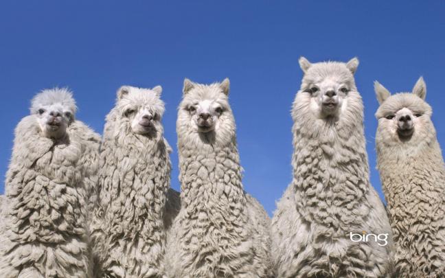 Llama Wallpapers