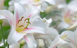 Lily Flower Wallpaper For Desktop