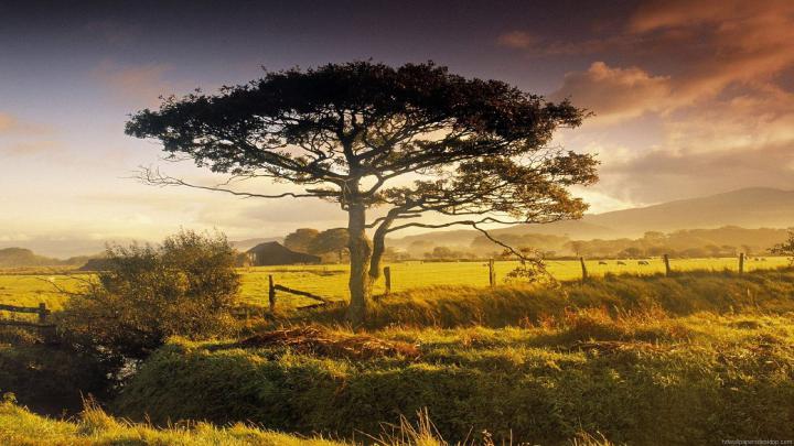 [45+] 3D 1920x1080 HD Nature Wallpapers 