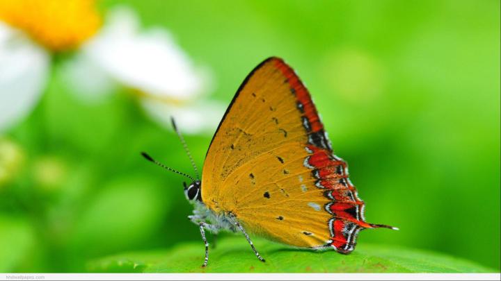 HD Nature Wallpapers 1080p (74+ pictures)