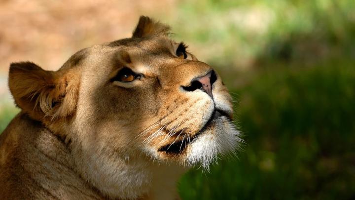 HD Funny Animal Wallpapers 1080p -