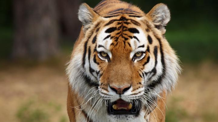 1920x1080 Tiger Wallpaper Full HD (65+ images)