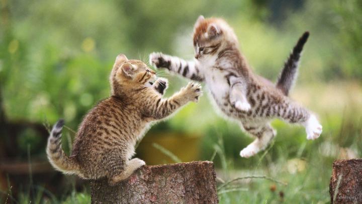 1920X1080 HD Animals Wallpapers - Top Free 1920X1080 HD Animals 