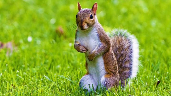 Cute Animal Wallpapers for Desktop (54+ images)