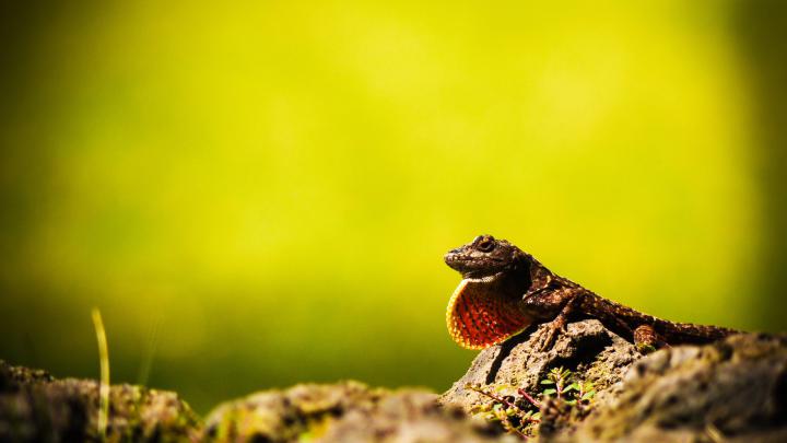 HD Animal Wallpaper 1920x1080 -