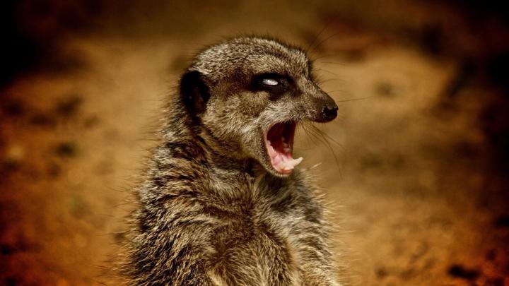 Download Wallpaper 1920x1080 Meerkat, Teeth, Animal Full HD 1080p HD 