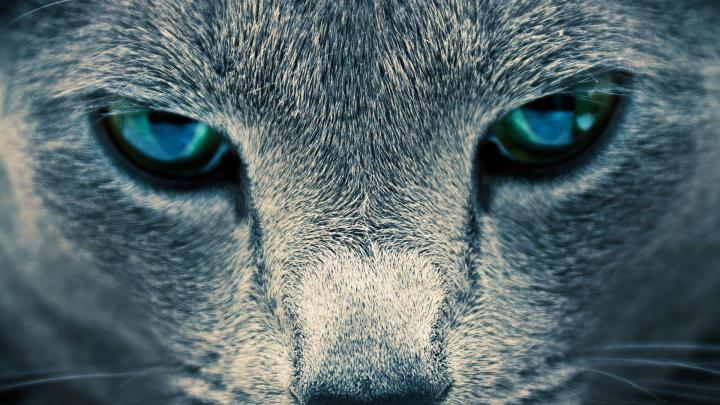 [47+] HD Animal Wallpaper 1920x1080 