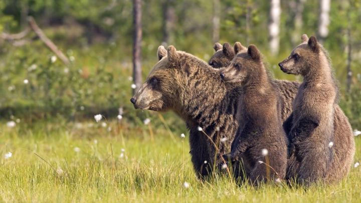 1920 X 1080 Bear Wallpapers - Top Free 1920 X 1080 Bear Backgrounds 