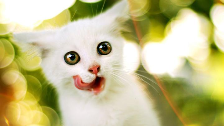 HD Animal Wallpaper 1920x1080 (73+ images)