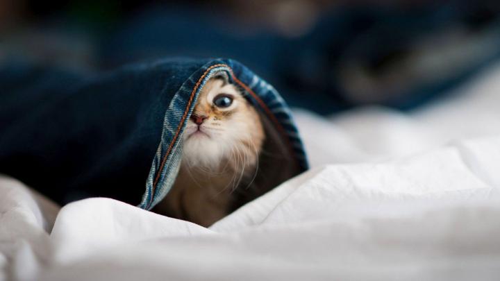 HD Animal Wallpaper 1920x1080 (73+ images)