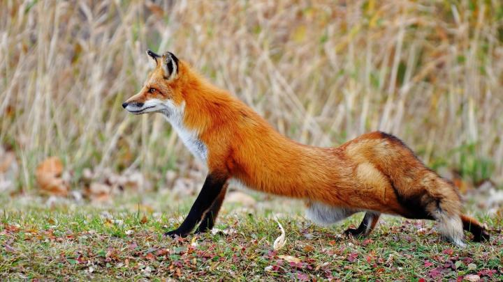 HD Animal Wallpaper 1920x1080 (73+ images)