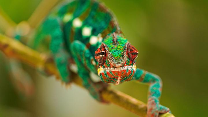 HD Animal Wallpaper 1920x1080 (73+ images)