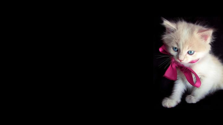 [47+] HD Animal Wallpaper 1920x1080 