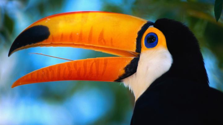 HD Animal Wallpapers 1080p -