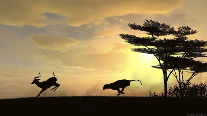 HD Animal Wallpaper 1920x1080 (73+ images)