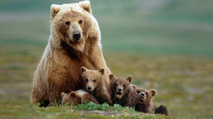HD Funny Animal Wallpapers 1080p -