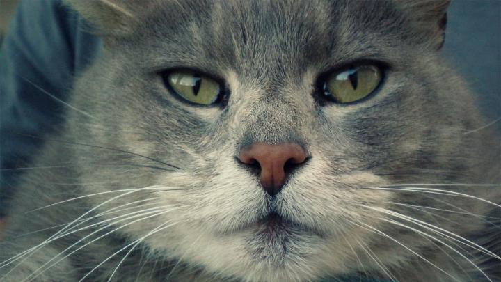 HD Funny Animal Wallpapers 1080p -