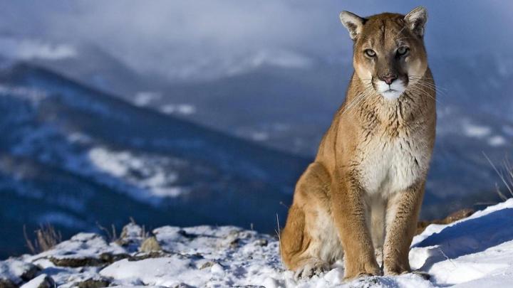 HD Animal Wallpapers 1080p -