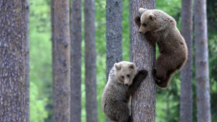 Download Wallpaper 1920x1080 bear, couple, bear cubs, tree, climbing 