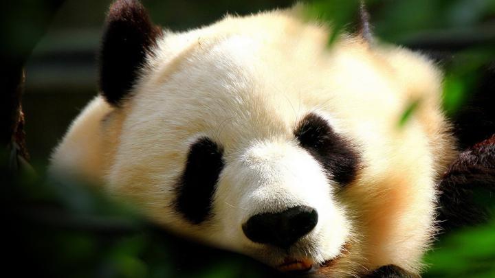 HD Funny Animal Wallpapers 1080p -