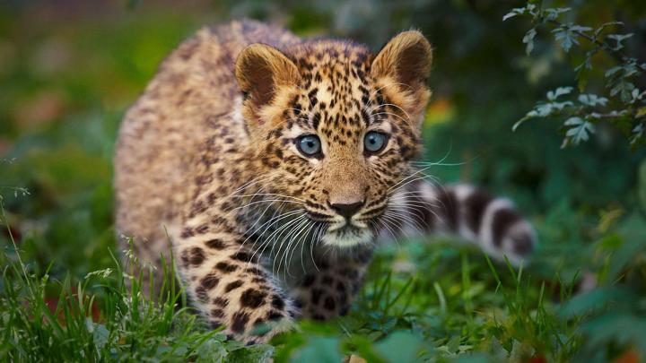[48+] 1920X1080 Animal Wallpaper 