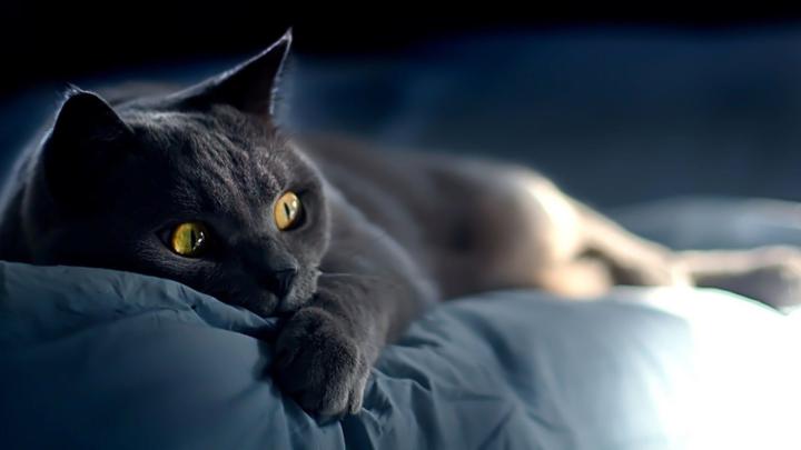 HD Animal Wallpaper 1920x1080 (73+ images)