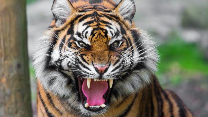 1920x1080 Tiger Wallpaper Full HD (65+ images)