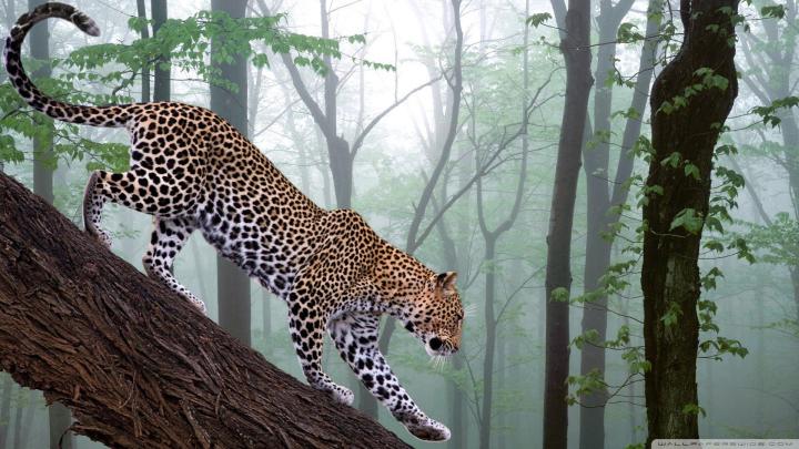 Safari Animal Wallpaper (60+ images)